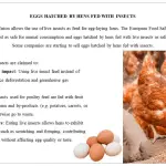 Basic information about egg production of chickens, what you should pay attention to