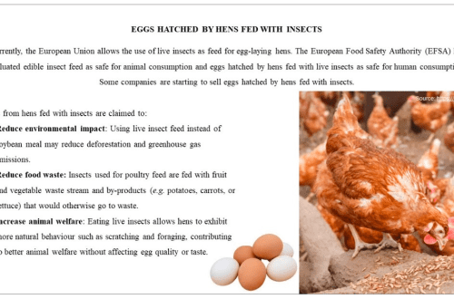 Basic information about egg production of chickens, what you should pay attention to