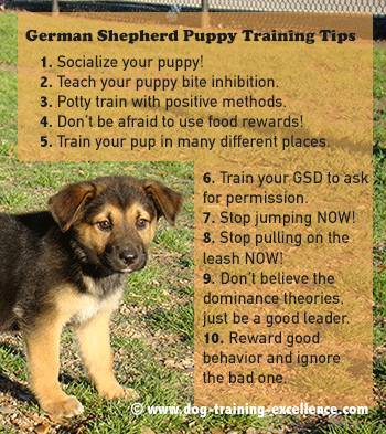 Basic principles and methods of raising a German Shepherd puppy