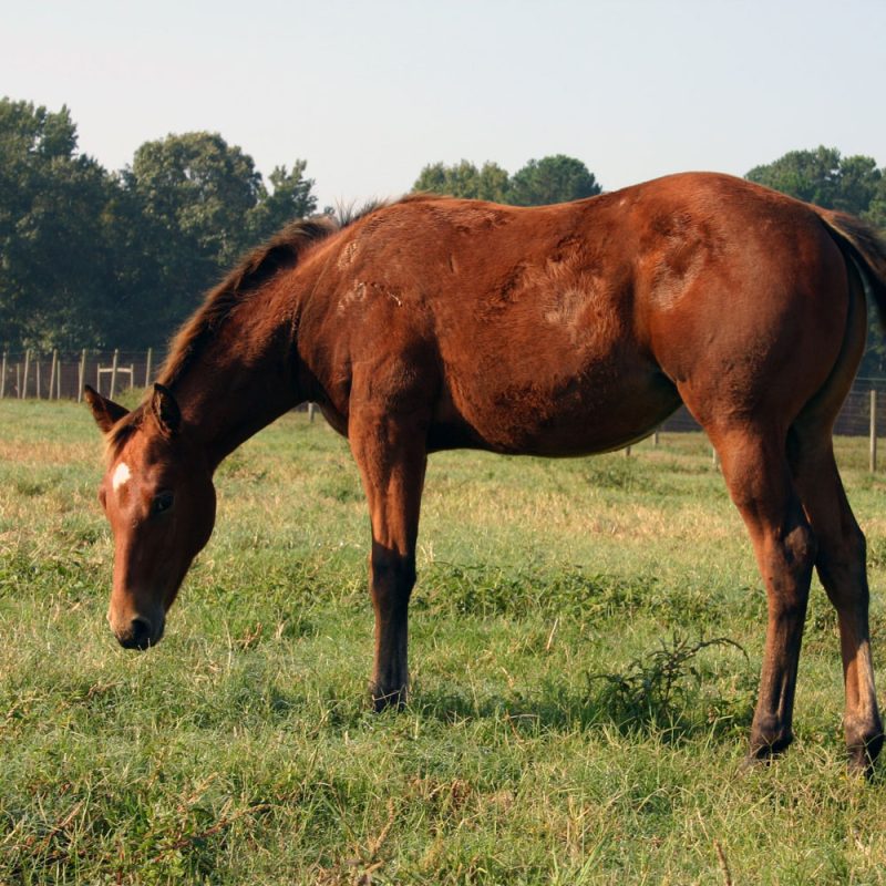 Basic principles of horse nutrition