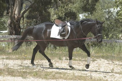 Basic training for a young horse