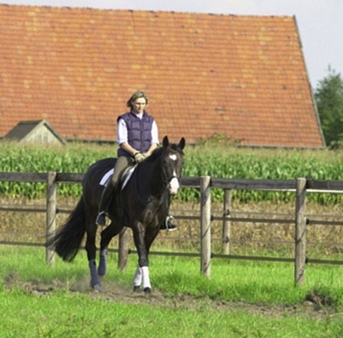 Basic training for a young horse