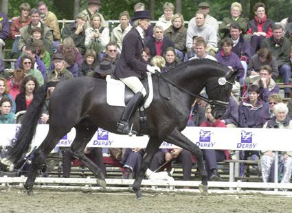 Basic training for a young horse