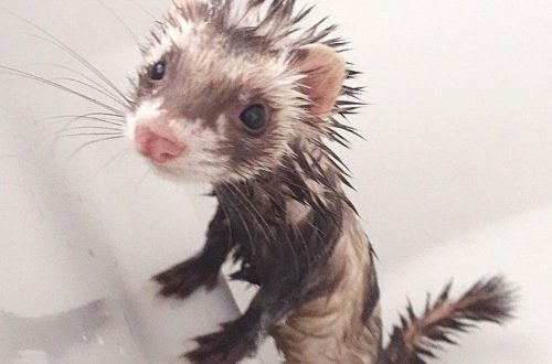 Bathing a ferret
