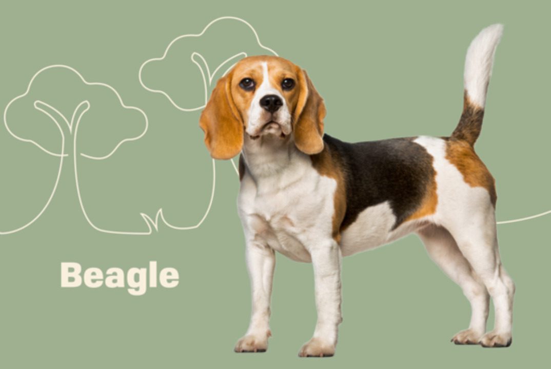 Beagle dogs: breeds and features