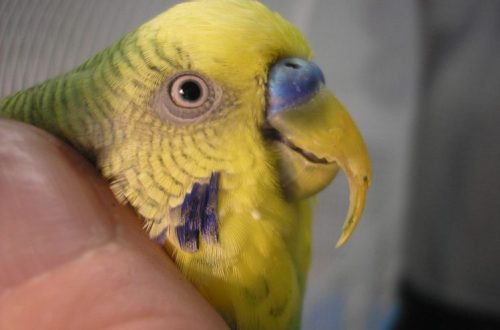 Beak disease in parrots