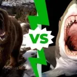 Bear or shark: comparison of two predators, their advantages, disadvantages and which one is stronger