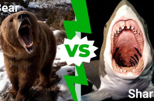 Karu või hai: kahe kiskja võrdlus, nende eelised, puudused ja kumb on tugevam