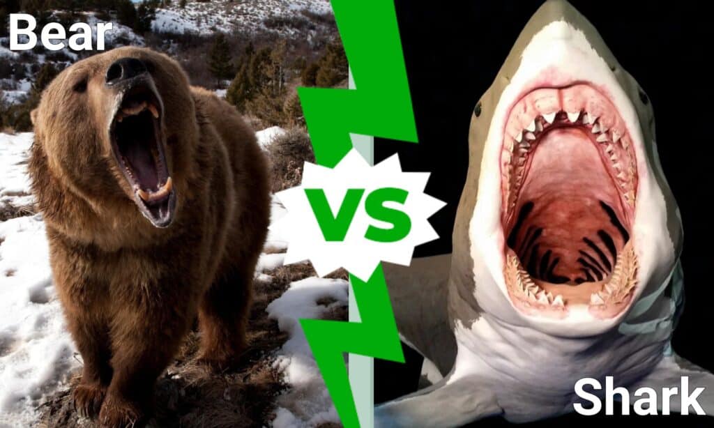 Bear or shark: comparison of two predators, their advantages, disadvantages and which one is stronger