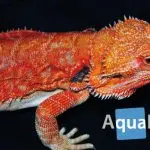 Bearded agama: maintenance, care, disease, reproduction