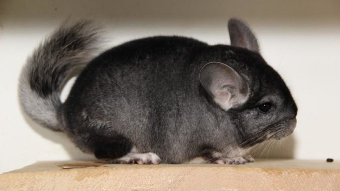 Behavior and character of chinchillas at home