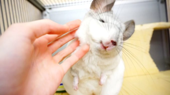Behavior and character of chinchillas at home