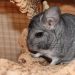 How to potty train a chinchilla in one place