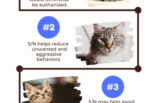 Benefits of spaying cats and cats