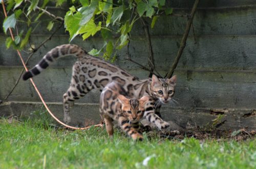 Bengal cats: an overview of catteries