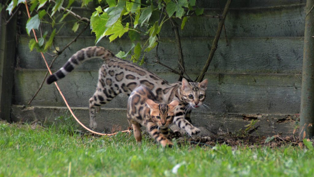 Bengal cats: an overview of catteries