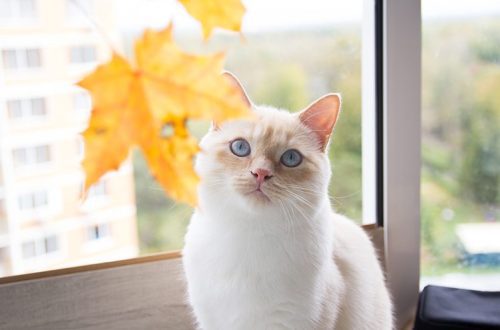 Beware of autumn! What are the dangers for a cat?