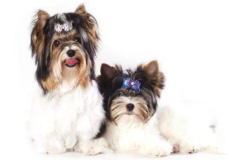 Biewer York and Yorkshire Terrier: differences and characteristics of breeds