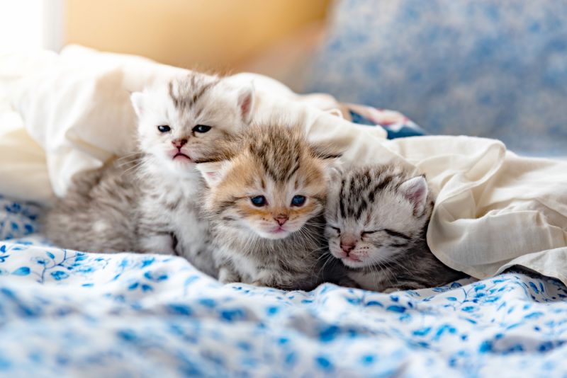 Birth of kittens and care for them