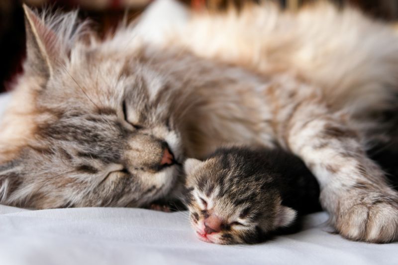 Birth of kittens and care for them