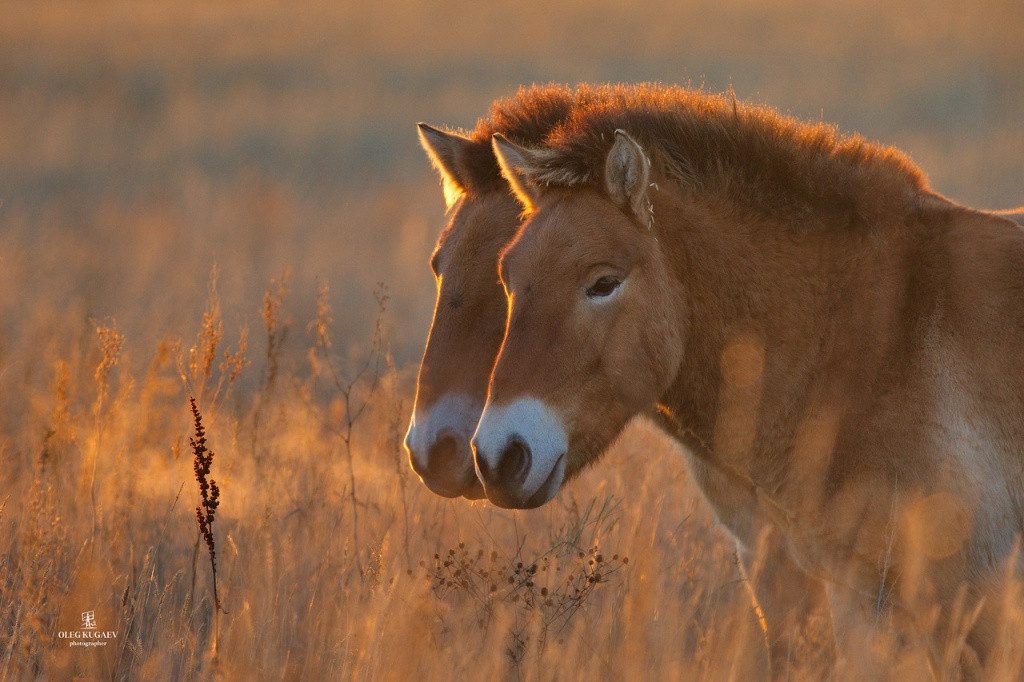 Birthplace of modern domestic horses