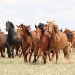 Birthplace of modern domestic horses
