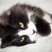 Health Features of Scottish Cats: What You Need to Know