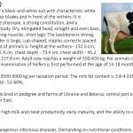 Black-and-white dairy breed of cows: advantages, disadvantages and productivity