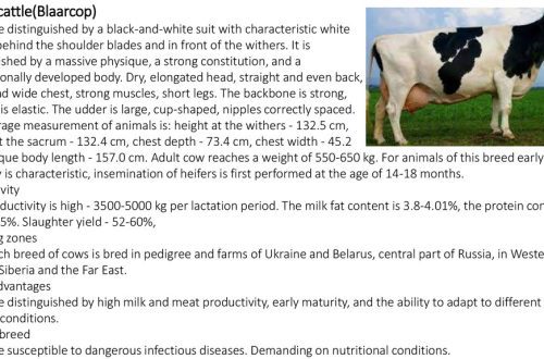 Must-valge piimatõug: eelised, puudused ja produktiivsus