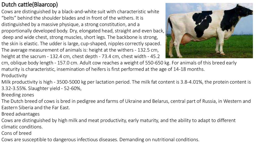Must-valge piimatõug: eelised, puudused ja produktiivsus
