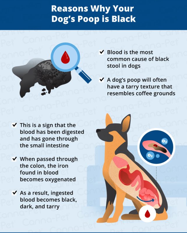 Black diarrhea in a dog: causes, how to treat, diet and prevention