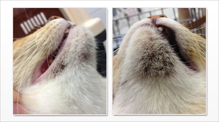 Black dots on the chin of a cat?