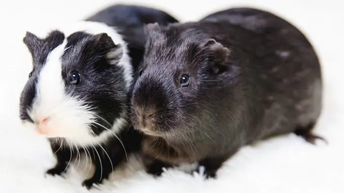 Black guinea pig: photo and description