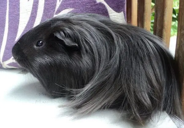 Black guinea pig: photo and description