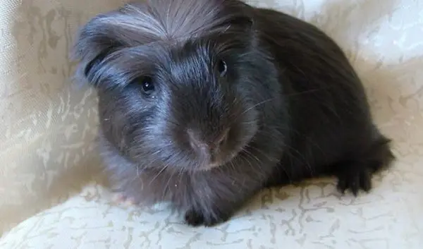 Black guinea pig: photo and description