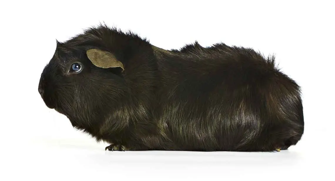 Black guinea pig: photo and description