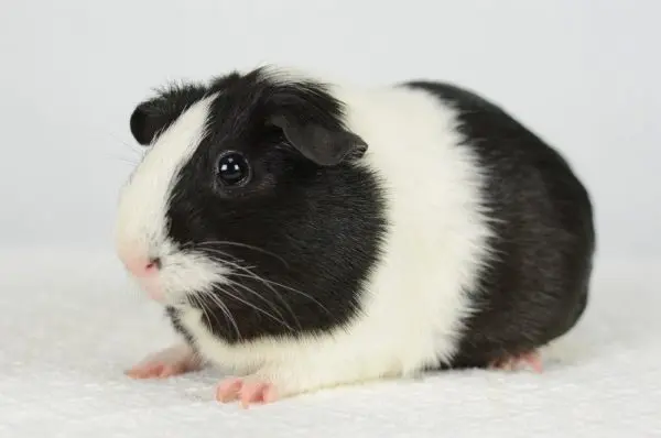 Black guinea pig: photo and description