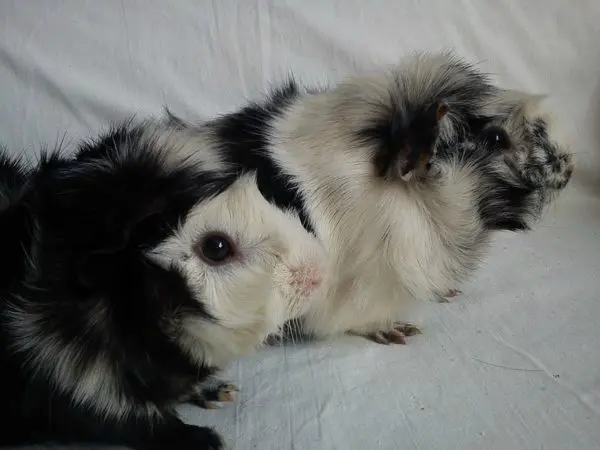 Black guinea pig: photo and description