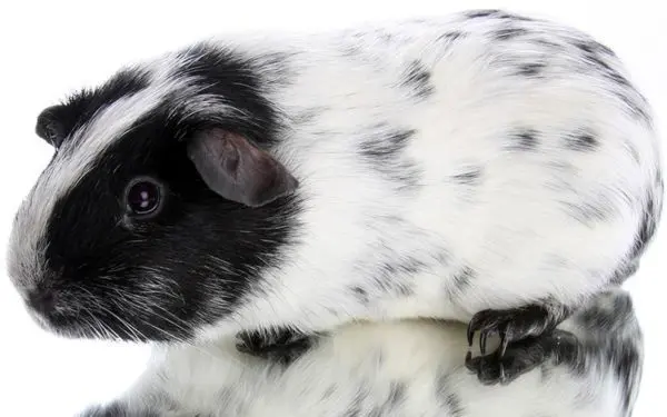 Black guinea pig: photo and description