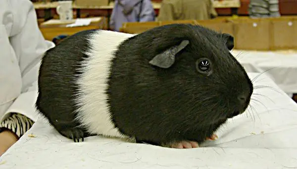 Black guinea pig: photo and description