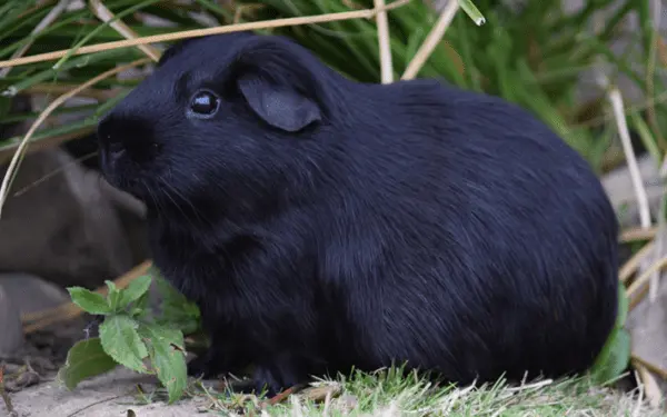 Black guinea pig: photo and description