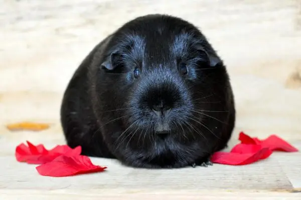 Black guinea pig: photo and description