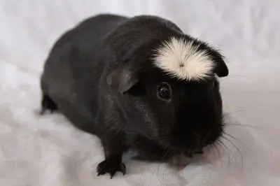 Black guinea pig: photo and description