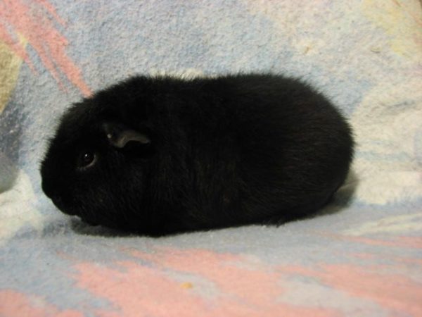 Black guinea pig: photo and description