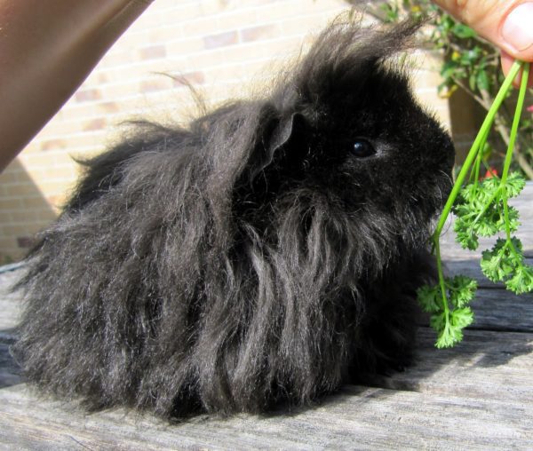 Black guinea pig: photo and description