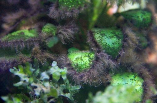 Blackbeard in the aquarium: what these algae look like and how to get rid of them with peroxide and other means