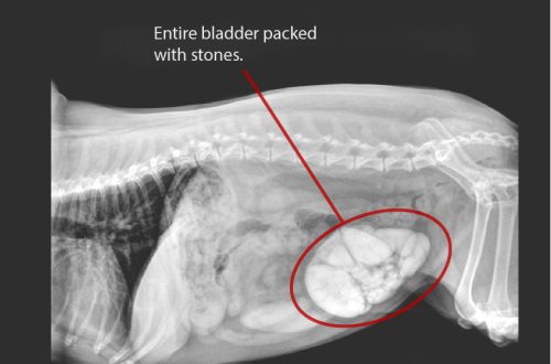 Bladder stones in dogs