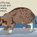 Subcutaneous seals in cats: types, causes and treatment