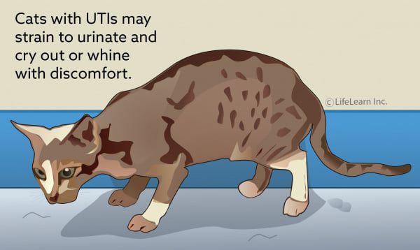 Blockage of the urinary tract in cats: causes, symptoms and treatment