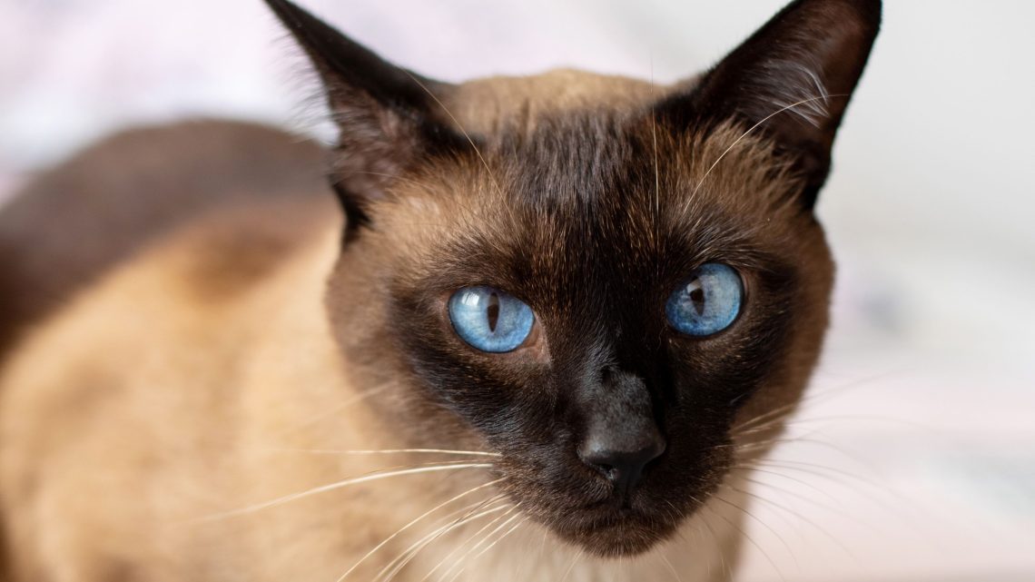 Blue-eyed cat breeds